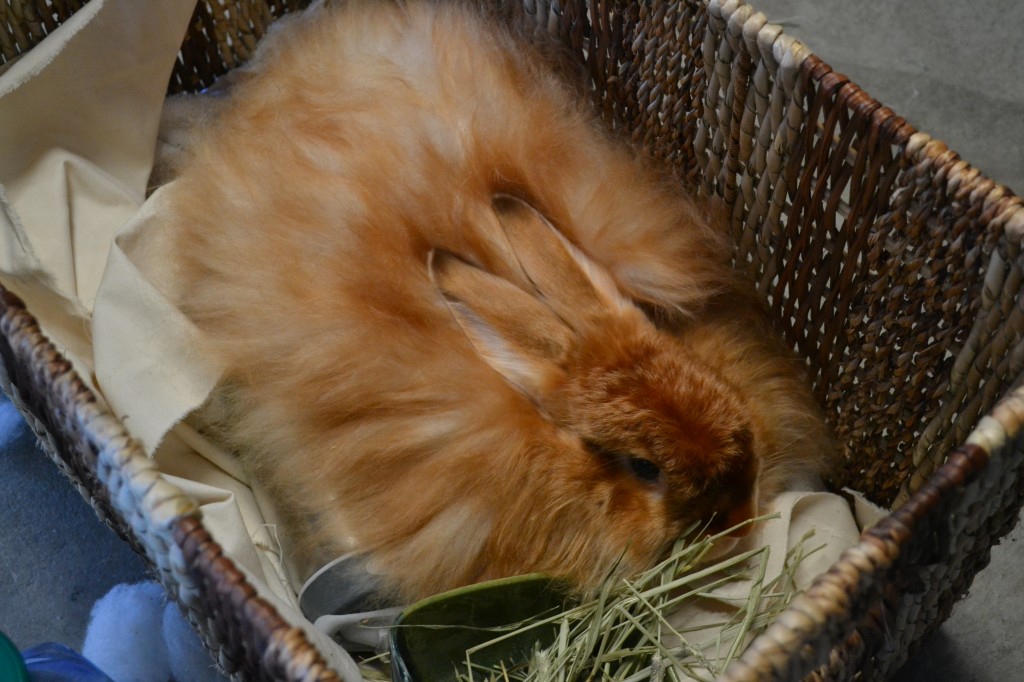 angora rabbit