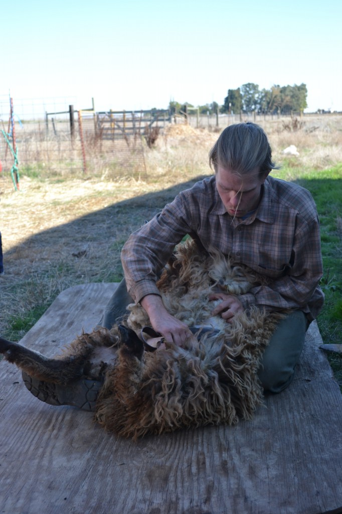 sheep shearer