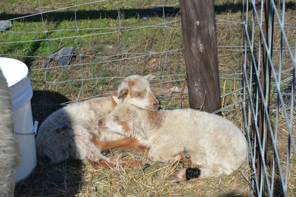 baby sheep