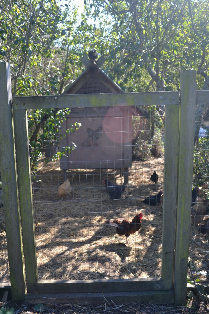 chicken coop