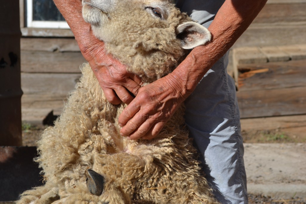 sheep crimp