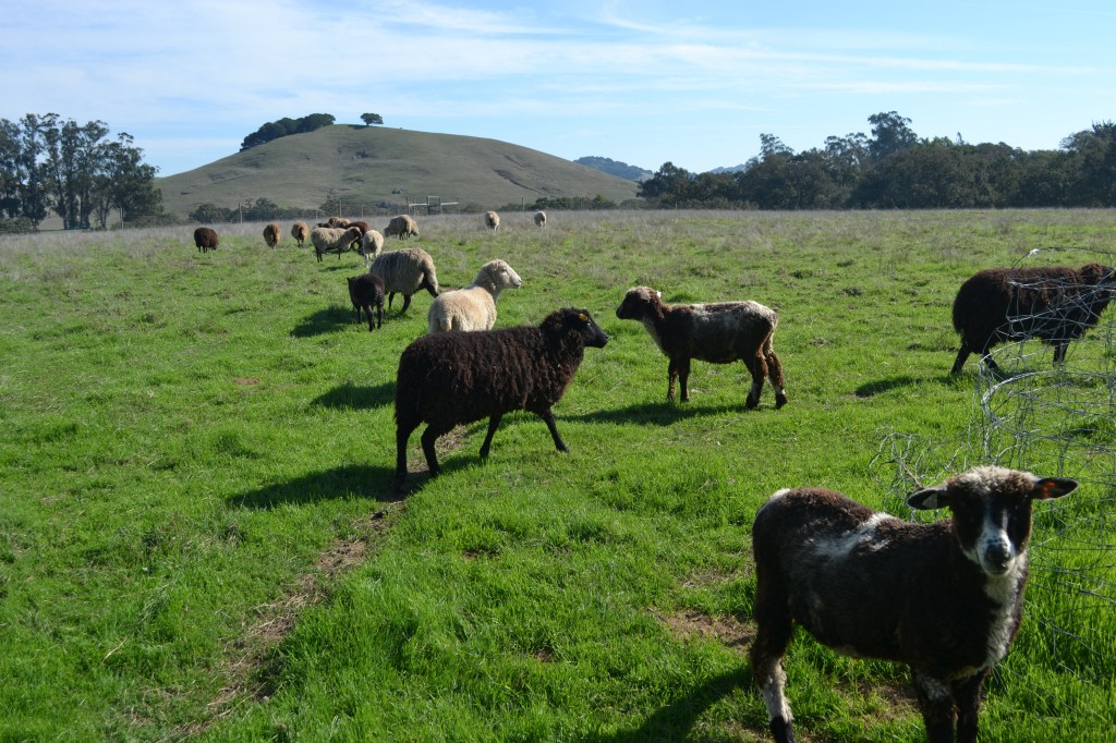 sheep on hill