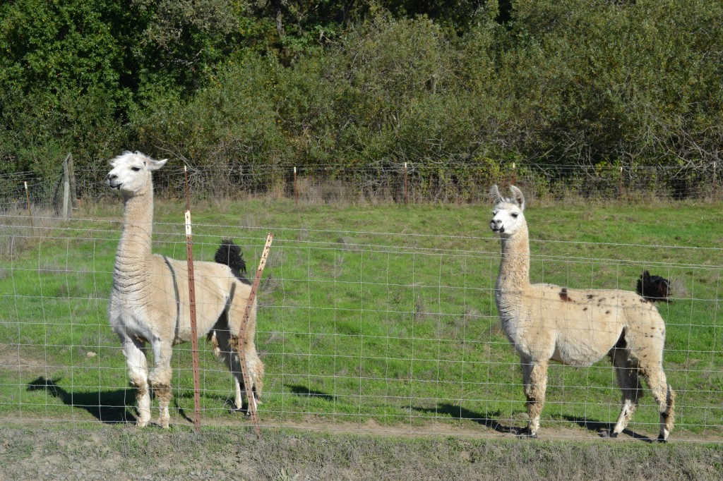 guard llamas