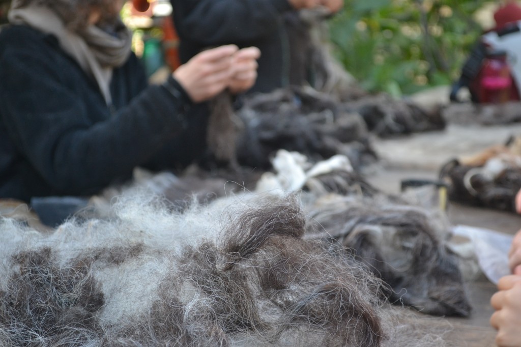 fluffing wool