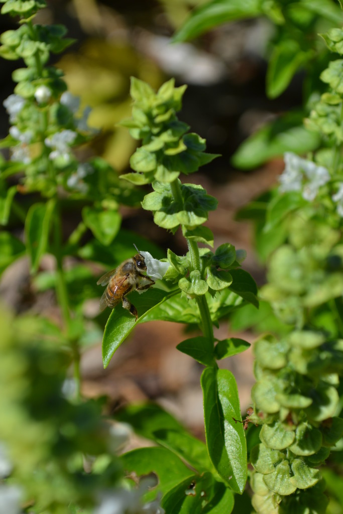 Bees also love Basil