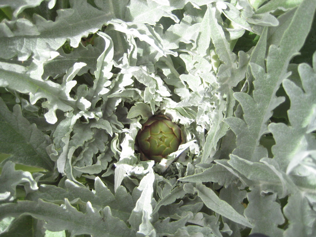 artichoke