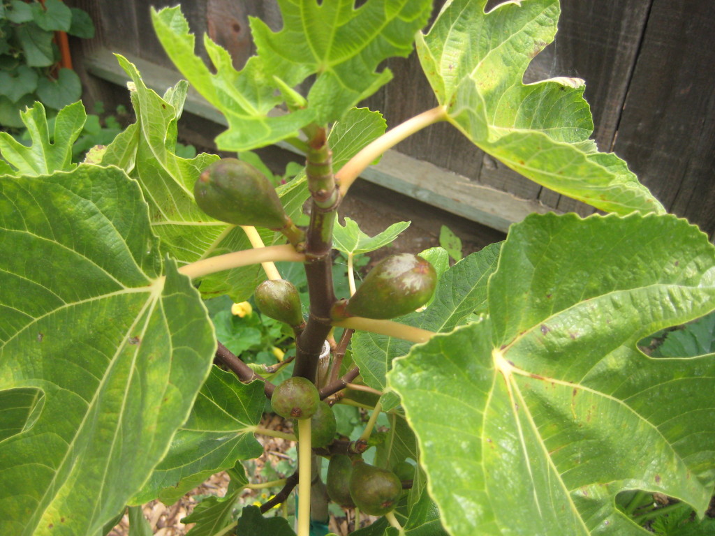 fig tree