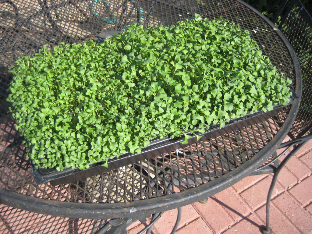 microgreens